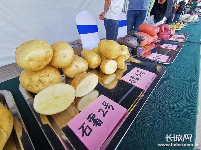 科技赋能蔬菜产业，第二届中国·北方农业（蔬菜）科技创新发展大会在石家庄召开