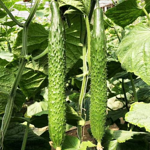 强雌油亮黄瓜新品种 厂家直供种子种苗，助力蔬菜种植高效增收