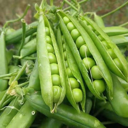湖南蔬永农产品 连接蔬菜产地与餐桌，厂家批发助力价格更透明
