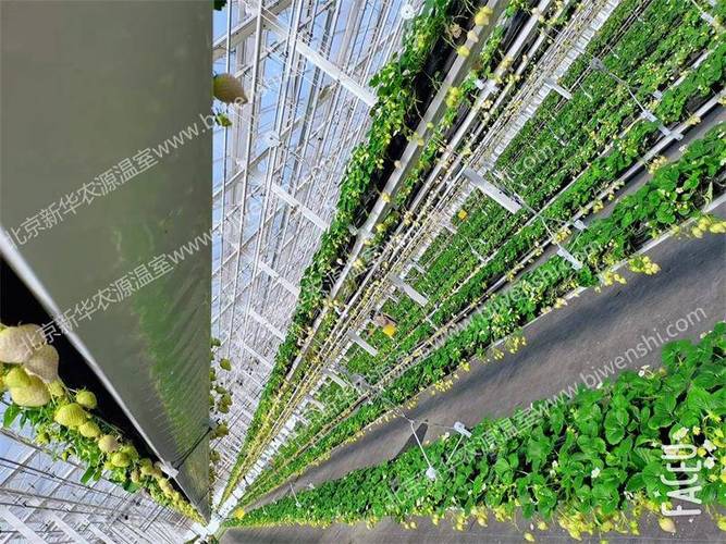 空中草莓与蔬菜无土栽培项目 批发草莓设备及蔬菜种植一站式解决方案