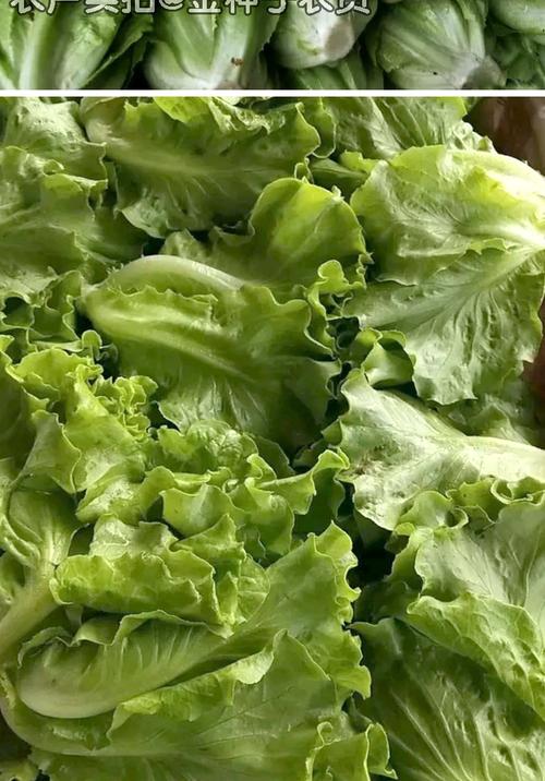 阳台种菜蔬菜种子 意大利生菜种子叶用莴苣 耐抽苔生菜四季播种菜