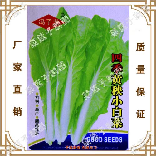 厂家直销特价蔬菜种子 四季黄秧小白菜 阳台盆栽田园大棚园艺种植