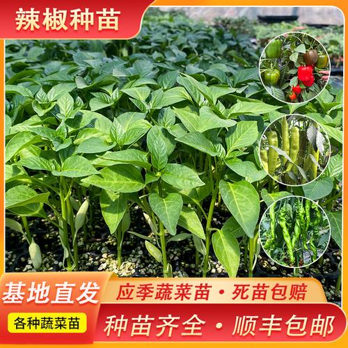 有机蔬菜韭菜种子厂家,品牌,图片,热帖